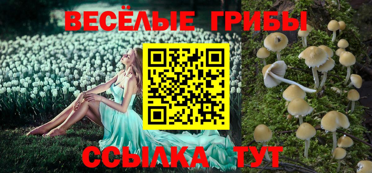 Псилоцибиновые грибы Psilocybe  закладка  Рославль  Вход с VPN 